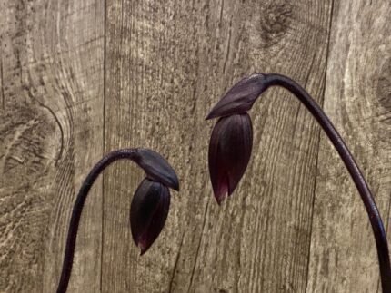 In Spike Paph. (Wood Wonder x Hsinying Leopard) 'Green Petals' x Paph. Mem. Serafin Perez '2020 (3.5” pot)