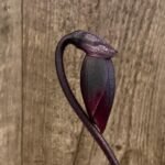 In Spike Paph. Hsinying Rubyweb 'Gala' × Paph. Hilo Ruby '#2' (3.5” pot)