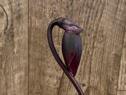 In Spike Paph. Hsinying Rubyweb 'Gala' × Paph. Hilo Ruby '#2' (3.5” pot)