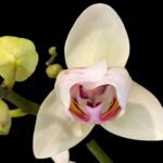 Phal. Happy Mark x Phal. Amabilis Peloric