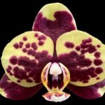 Double Spikes Phalaenopsis I-Hsin Circus (3.5" pot)