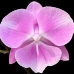 Double Spikes Phalaenopsis Yushan D-Pearl (4.5" Pot)