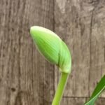 In Spike Paph. Hilo Girl '#1' x Paph. Jenna Marie 'Sparkle' AM/AOS (3.5” pot)