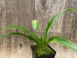 In Spike Paph. (Olive Paradise × Maiden Paradise) 'Green Gold’ × Paph. Super Elf 'Perfectly Green' (3.5” pot) - Image 2