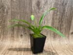 In Spike Paph. (Olive Paradise × Maiden Paradise) 'Green Gold’ × Paph. Super Elf 'Perfectly Green' (3.5” pot) - Image 4
