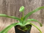 In Spike Paph. Sorcerer's Stone 'Sunrise' x Paph. Stone Lovely 'Clean Green’ (3.5” pot) - Image 2