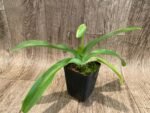 In Spike Paph. Sorcerer's Stone 'Sunrise' x Paph. Stone Lovely 'Clean Green’ (3.5” pot) - Image 3