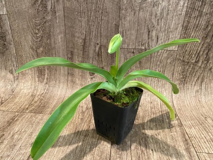 In Spike Paph. Sorcerer's Stone 'Sunrise' x Paph. Stone Lovely 'Clean Green’ (3.5” pot) - Image 3