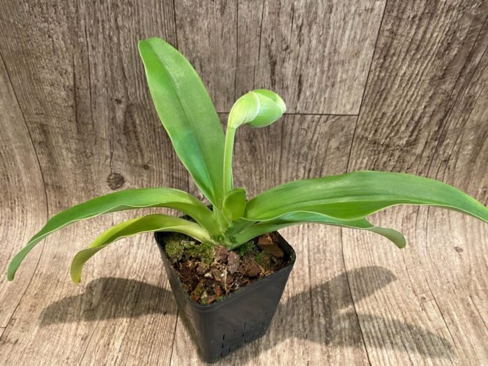 In Spike Paph. Sorcerer's Stone 'Sunrise' x Paph. Stone Lovely 'Clean Green’ (3.5” pot) - Image 4