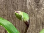 In Spike Paph. Perfect Spots '#2' x Paph. Thunder Cat 'Sizzler' (3.5” pot)