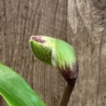 In Spike Paph. Perfect Spots '#2' x Paph. Thunder Cat 'Sizzler' (3.5” pot)