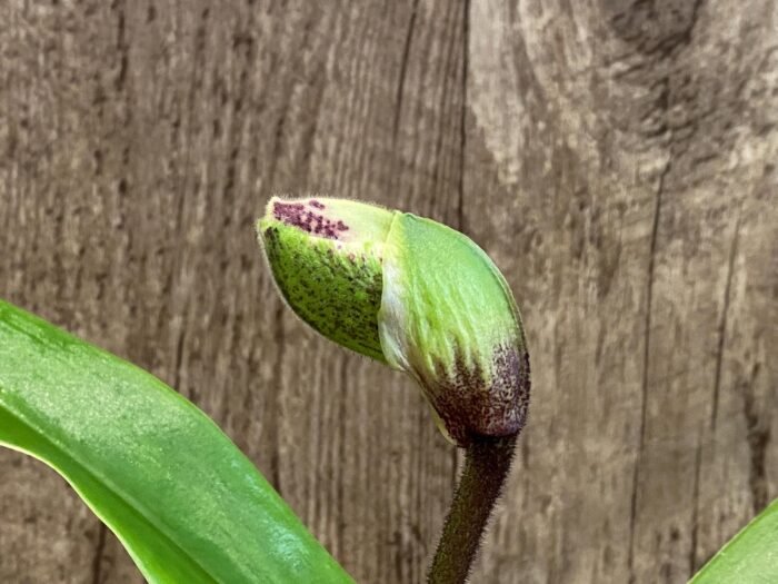 In Spike Paph. Perfect Spots '#2' x Paph. Thunder Cat 'Sizzler' (3.5” pot) - Image 1