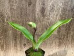 In Spike Paph. Perfect Spots '#2' x Paph. Thunder Cat 'Sizzler' (3.5” pot) - Image 2