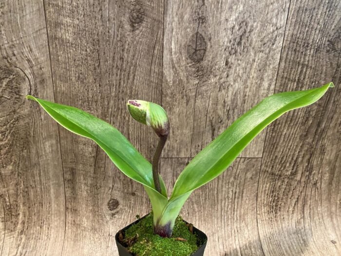 In Spike Paph. Perfect Spots '#2' x Paph. Thunder Cat 'Sizzler' (3.5” pot) - Image 2