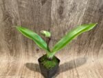 In Spike Paph. Perfect Spots '#2' x Paph. Thunder Cat 'Sizzler' (3.5” pot) - Image 3