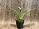 In Spike Paph. Perfect Spots '#2' x Paph. Thunder Cat 'Sizzler' (3.5” pot) - Image 4