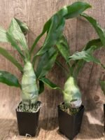 Catasetum pileatum × Catasetum Melana Davison 'Summer Snow' (2.25” pot) - Image 4