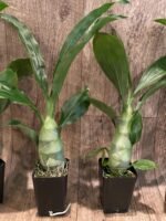 Catasetum pileatum × Catasetum Melana Davison 'Summer Snow' (2.25” pot) - Image 5