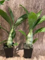 Catasetum pileatum × Catasetum Melana Davison 'Summer Snow' (2.25” pot) - Image 6