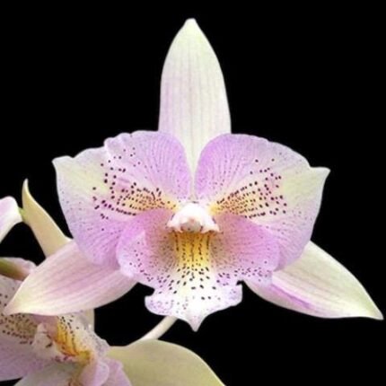 Caulocattleya Chantilly Lace 'Twinkle' (C. El Dorado Splash x Caularthron bicornutum) (2.25” Pot)