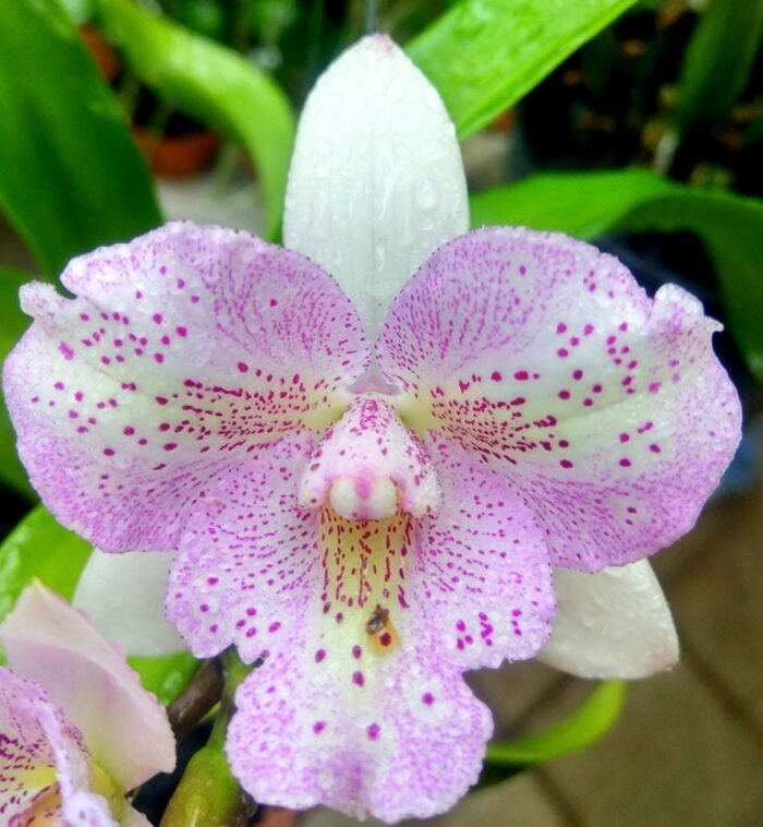 Caulocattleya Chantilly Lace 'Twinkle' (C. El Dorado Splash x Caularthron bicornutum) (2.25” Pot) - Image 7