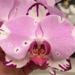 Phalaenopsis Dtps. Yu Pin Dream Girl (4.5” Pot)