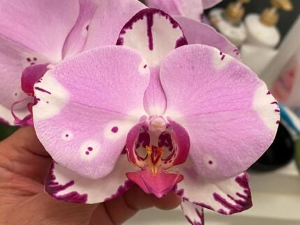 Phalaenopsis Dtps. Yu Pin Dream Girl (4.5” Pot)