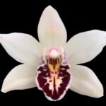 Cymbidium parishii 'Emma Meninger' 4N x self (5" pot)
