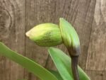 In Spike Paph. Yellow Leopard 'Full House' × Paph. Hamana Samson #5' (3.5” pot)