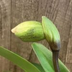 In Spike Paph. Yellow Leopard 'Full House' × Paph. Hamana Samson #5' (3.5” pot)