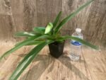 In Spike Paph. Yellow Leopard 'Full House' × Paph. Hamana Samson #5' (3.5” pot) - Image 3