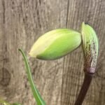 In Spike Paph. Honeycomb Creek 'Butterdish' × Paph. Mach One 'Skipper' (3.5” pot)