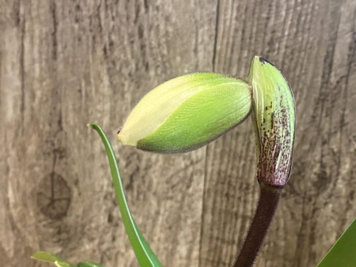 In Spike Paph. Honeycomb Creek 'Butterdish' × Paph. Mach One 'Skipper' (3.5” pot) - Image 1