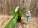 In Spike Paph. Honeycomb Creek 'Butterdish' × Paph. Mach One 'Skipper' (3.5” pot) - Image 3