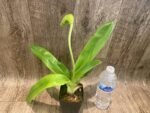 In Spike Paph. Yosemite Green 'Jumbo' × Paph. Kataï's Golden Emerald 'Green Fin' (3.5” pot) - Image 2