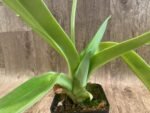 In Spike Paph. Yosemite Green 'Jumbo' × Paph. Kataï's Golden Emerald 'Green Fin' (3.5” pot) - Image 3