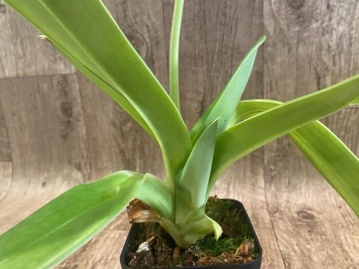 In Spike Paph. Yosemite Green 'Jumbo' × Paph. Kataï's Golden Emerald 'Green Fin' (3.5” pot) - Image 3