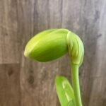 In Spike Paph. Sorcerer's Stone 'Rising Sun' × Paph. Stone Lovely 'Green Angel' (3.5” pot)