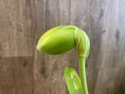 In Spike Paph. Sorcerer's Stone 'Rising Sun' × Paph. Stone Lovely 'Green Angel' (3.5” pot)