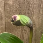 In Spike Paph. (Signature × Spotted World) 'Tall Spots' × Paph. Aladdin 'Masterpiece' AM/AOS (3.5” pot)