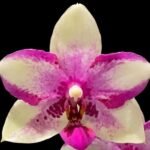 Phalaenopsis Jia Ho Summer Love