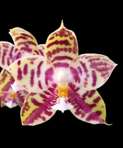 Fragrant Phalaenopsis Lyndon Mix Zebra ‘708’ (3" pot)