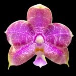 Fragrant Phalaenopsis Miki Sabina ‘742’’ (3" pot)