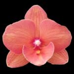Phalaenopsis Charming Salmon ‘1320’