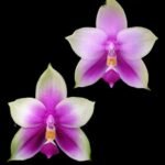 Phalaenopsis Samera var. red x sib