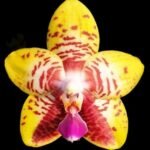 Phalaenopsis Orchid World