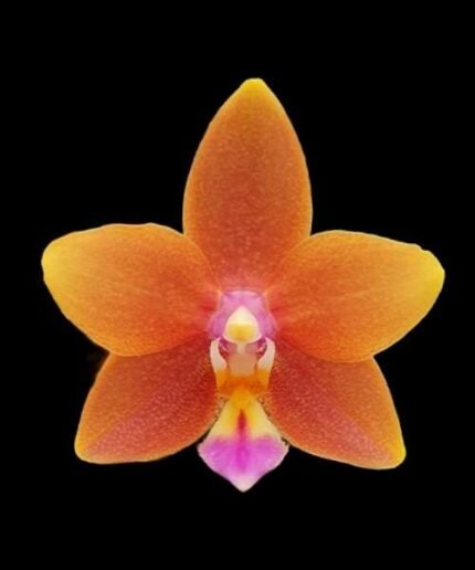 Fragrant Phalaenopsis Meidarland Chambe (3" pot)