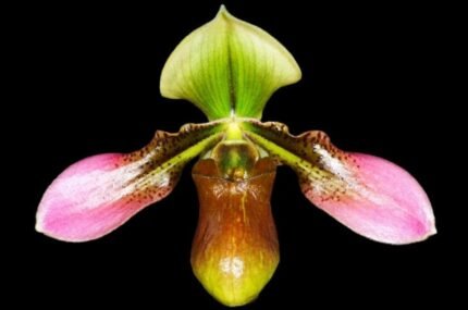 In  Spike Paph. Apres Midi (appletonianum x hookerae) (3.5” pot)