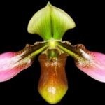 Double Spike Paph. Apres Midi (appletonianum x hookerae) (3.5” pot)