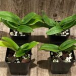 Paph. Breaking Dawn & niveum (3.5” pot)